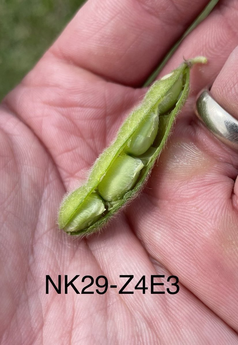 Grower event today with <a href="/SunriseCoopOH/">Sunrise Cooperative</a> at the Attica, OH @WinFieldUnited Answer Plot. Thanks for the <a href="/NKSeeds/">NK Seeds</a> support and to <a href="/FinneyCCA/">Alex Finney</a> for hosting.