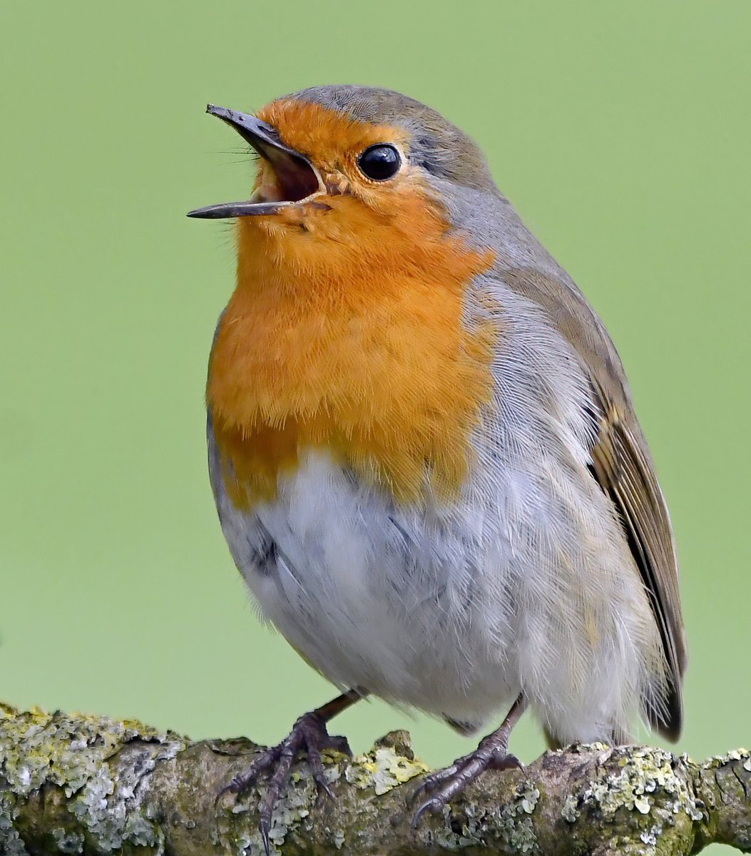 Here is your emergency Robin. 🐦
 Please feel free to send around Twitter. 🙏
Emergency Robins are known to elicit feelings of happiness in people who need cheering up. 🥰