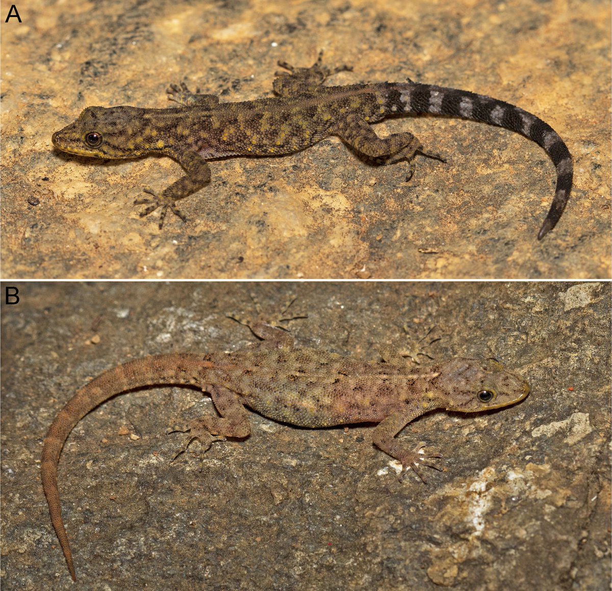 Here are the male and female individuals of our recently described Cnemaspis umashaankeri from BR Hills in the southern India