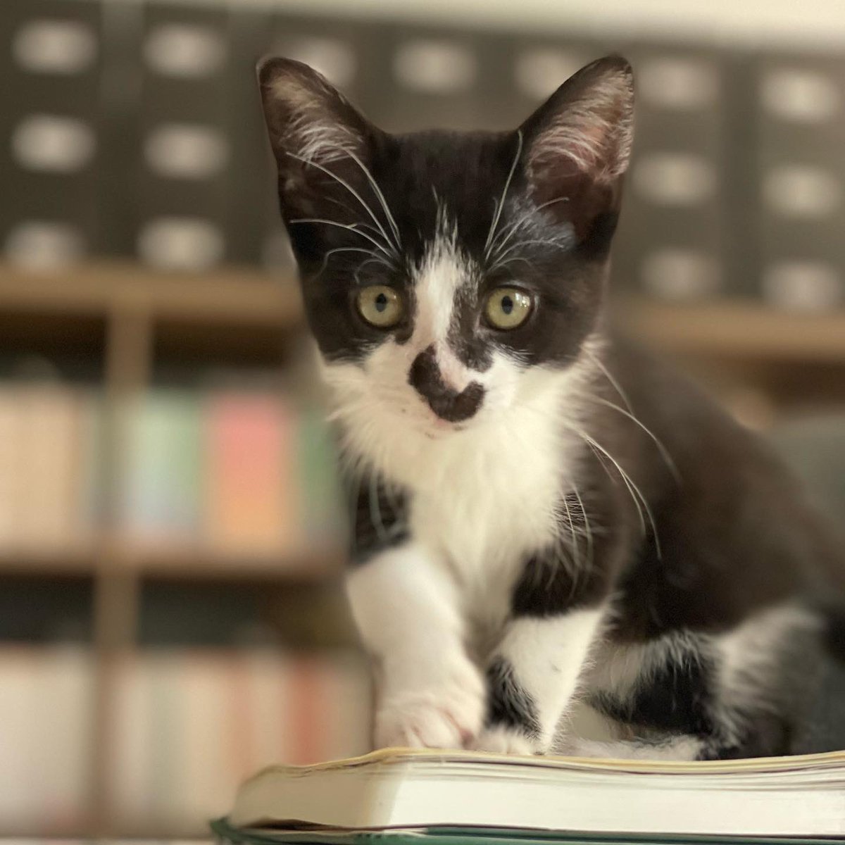 LaPapierre's tweet photo. Who’s the boss? Julie or Denise? Actually, it’s neither because we have a brand new CEO who reigns over this Stationery Queendom with elegance and grace! This is Mabel and she excels at letting us know who is in charge. https://t.co/qjgU9AdL5w