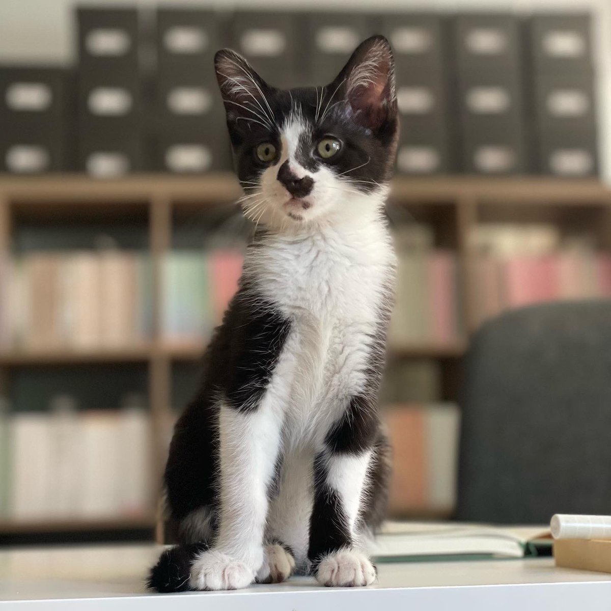 LaPapierre's tweet photo. Who’s the boss? Julie or Denise? Actually, it’s neither because we have a brand new CEO who reigns over this Stationery Queendom with elegance and grace! This is Mabel and she excels at letting us know who is in charge. https://t.co/qjgU9AdL5w