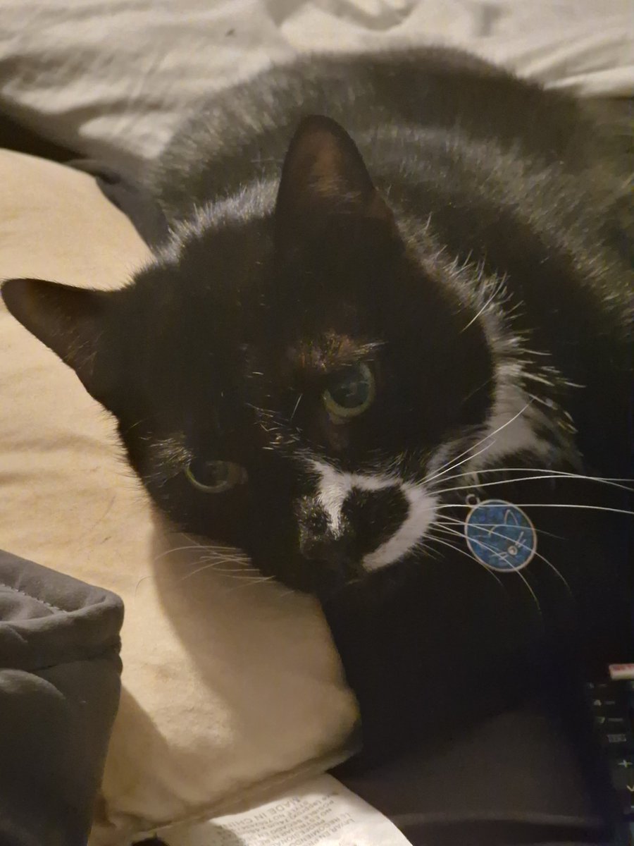 Sootycat22's tweet photo. Sorry guys...mums had a hard week so she wasn't able to put up gorgeous pics last week (don't worry she was still giving me hugs and kisses) https://t.co/rzB9QUNiwb