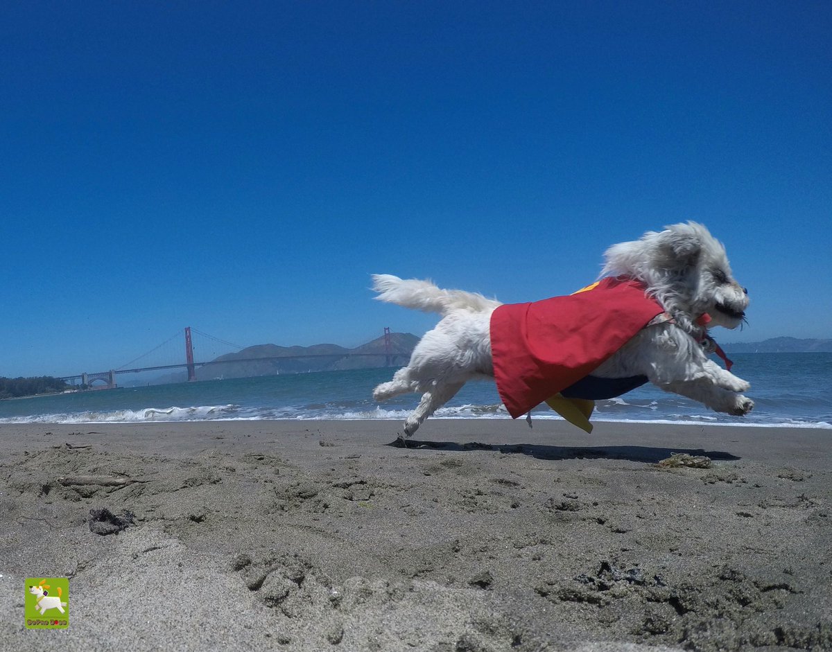 GoProCharlie1's tweet image. GoPro Charlie! Super lion dog storms the Golden Gate! 🐶🦁🚀🌉😎 #SanFrancisco #goldengatebridge #GoProHero10 #GoPro #goprodogs #goprocharlie #dogcelebration #landofdogs #dogsoftwitter #superdog #liondog 🐶🦁🚀🌉😎