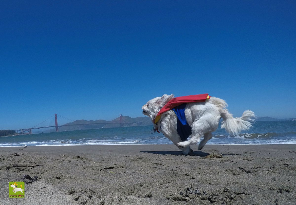 GoProCharlie1's tweet image. GoPro Charlie! Super lion dog storms the Golden Gate! 🐶🦁🚀🌉😎 #SanFrancisco #goldengatebridge #GoProHero10 #GoPro #goprodogs #goprocharlie #dogcelebration #landofdogs #dogsoftwitter #superdog #liondog 🐶🦁🚀🌉😎