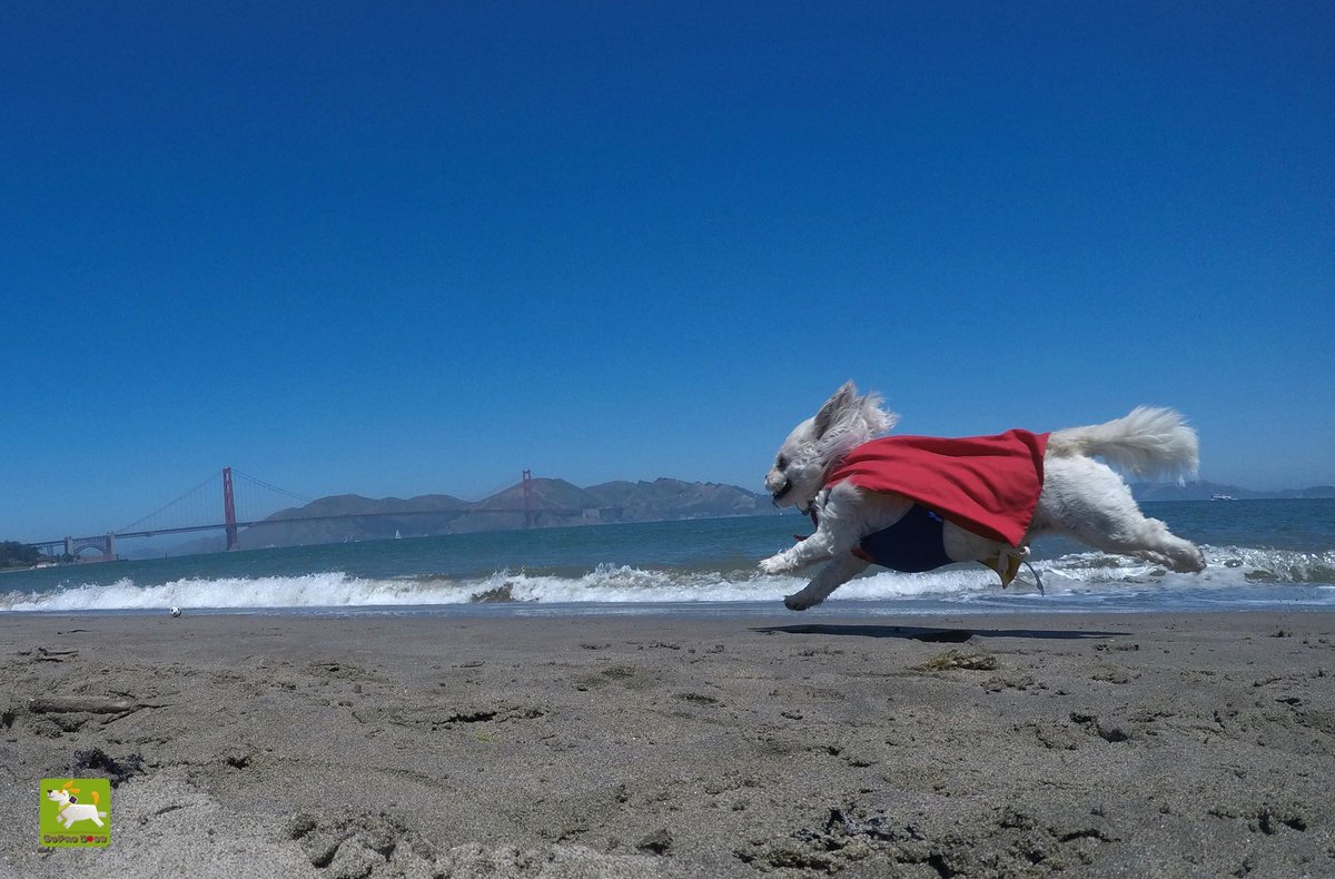 GoProCharlie1's tweet image. GoPro Charlie! Super lion dog storms the Golden Gate! 🐶🦁🚀🌉😎 #SanFrancisco #goldengatebridge #GoProHero10 #GoPro #goprodogs #goprocharlie #dogcelebration #landofdogs #dogsoftwitter #superdog #liondog 🐶🦁🚀🌉😎