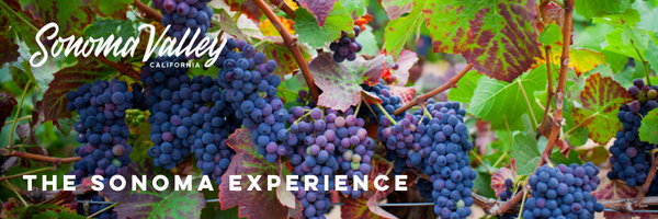 LimoSterling's tweet photo. The Sonoma Valley Harvest 2022 is upon us and with it comes autumn's season of long standing winery traditions and events. 

Sonoma's winemakers say this year "the quality looks outstanding"  and "the vintage 2022 is going to be one to remember". https://t.co/srkvbAFPe2