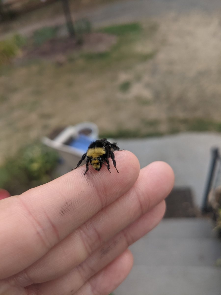 Melissodes's tweet photo. Unlike human males, male bumblebees can't hurt you (no stinger) https://t.co/PnRUEUgiGK