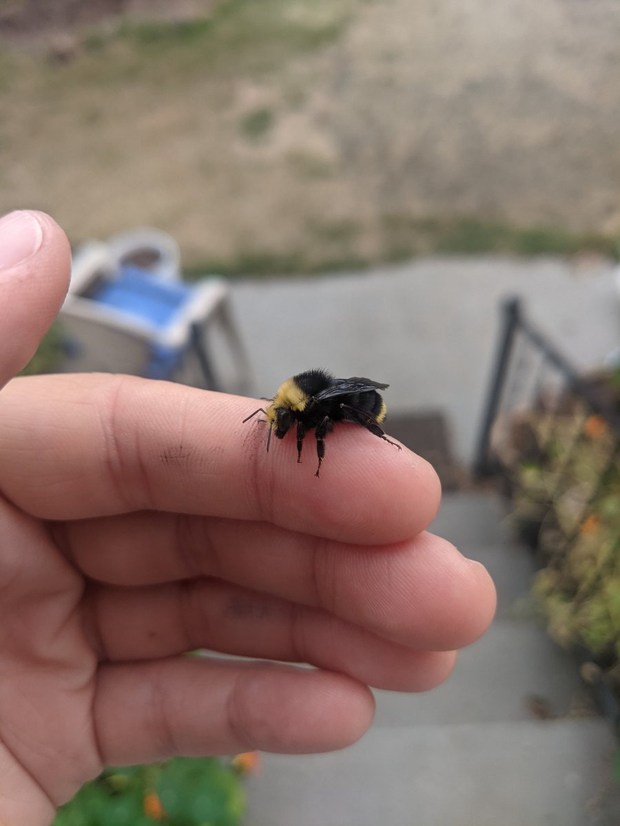 Melissodes's tweet photo. Unlike human males, male bumblebees can't hurt you (no stinger) https://t.co/PnRUEUgiGK
