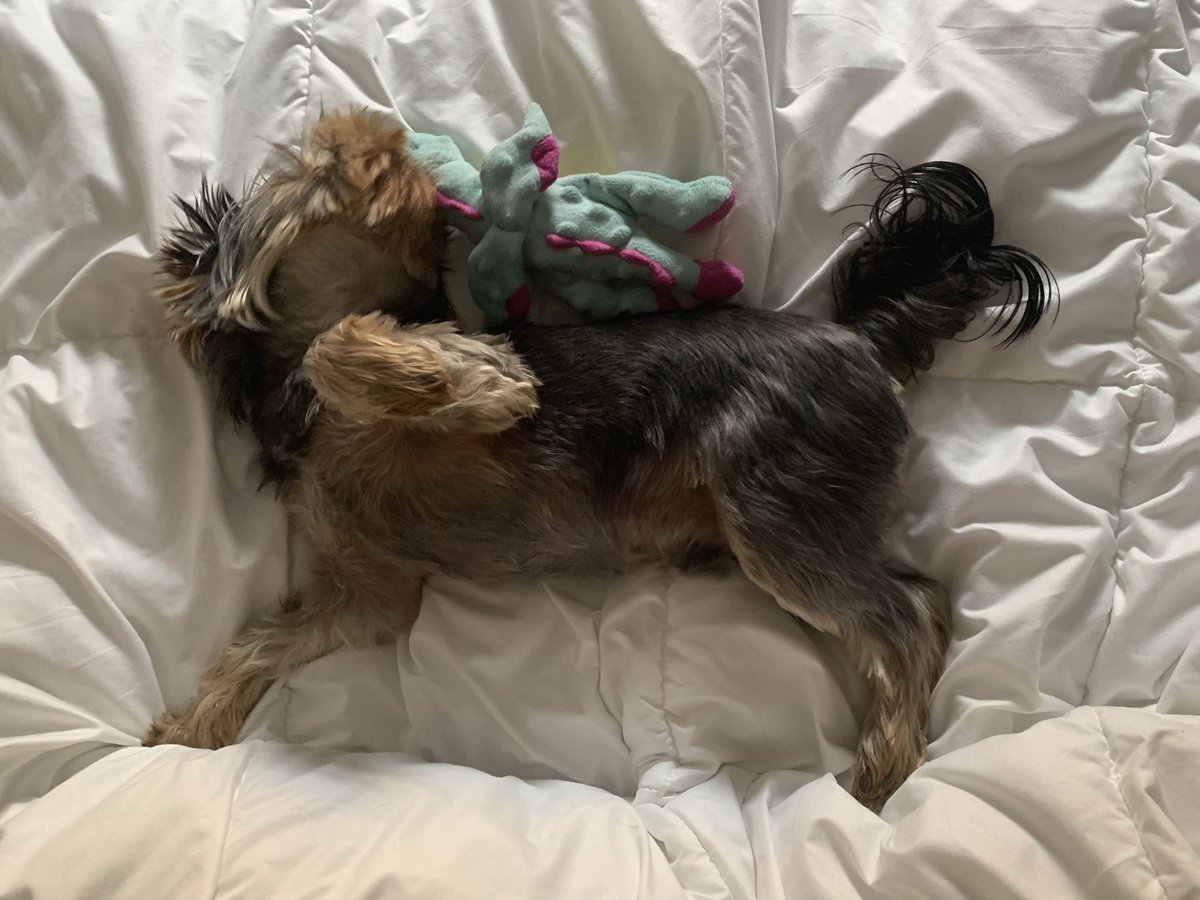 Barkbringer's tweet photo. @Warcraft Dragonflight! https://t.co/57fh79B5bd