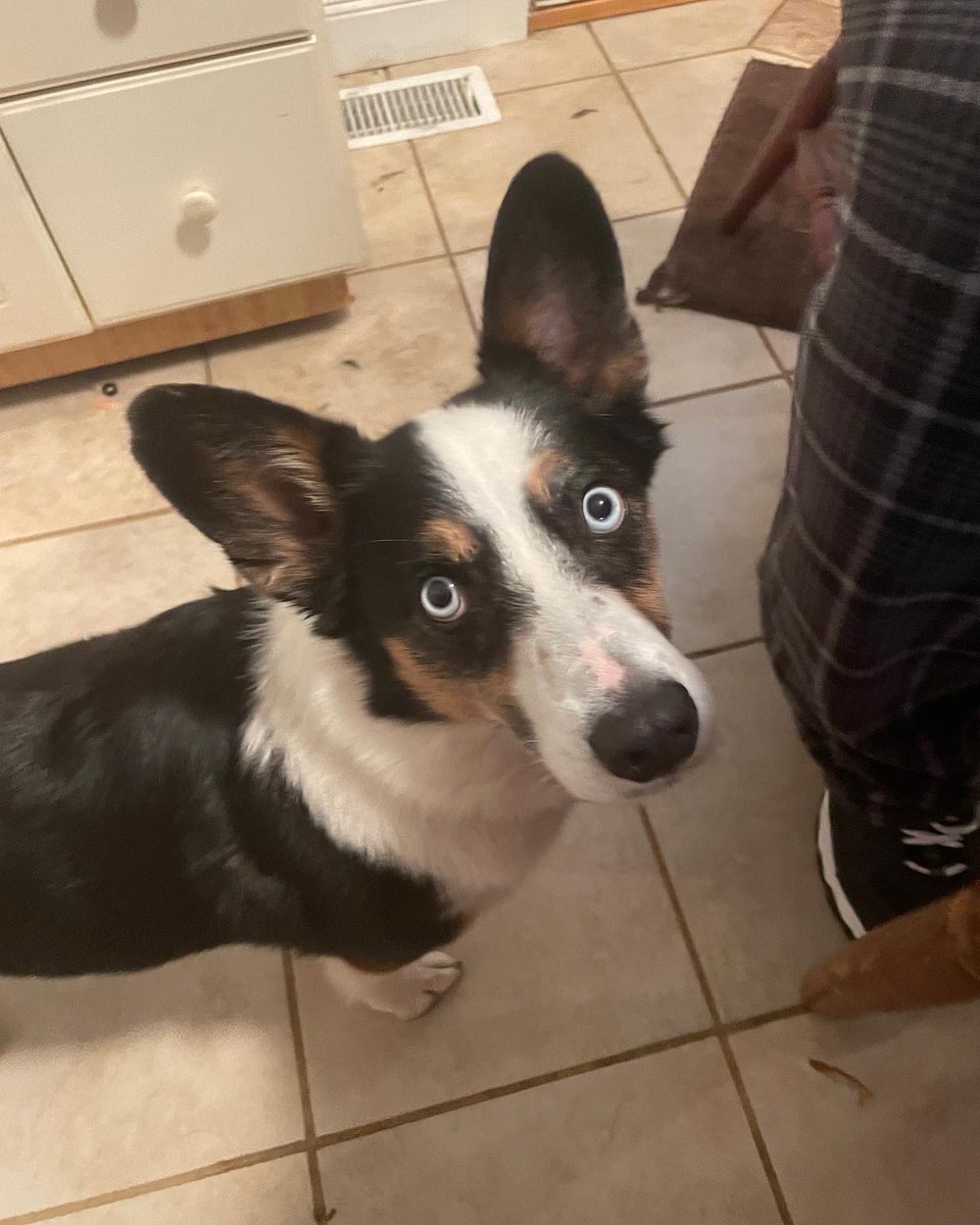 It’s been 6 years since we brought Luna home! 😍🐶🐾

#corgi #adoption #adoptionjourney #oureverydaymoments #lovemakesafamily #hopingtoadopt #adoptionstory