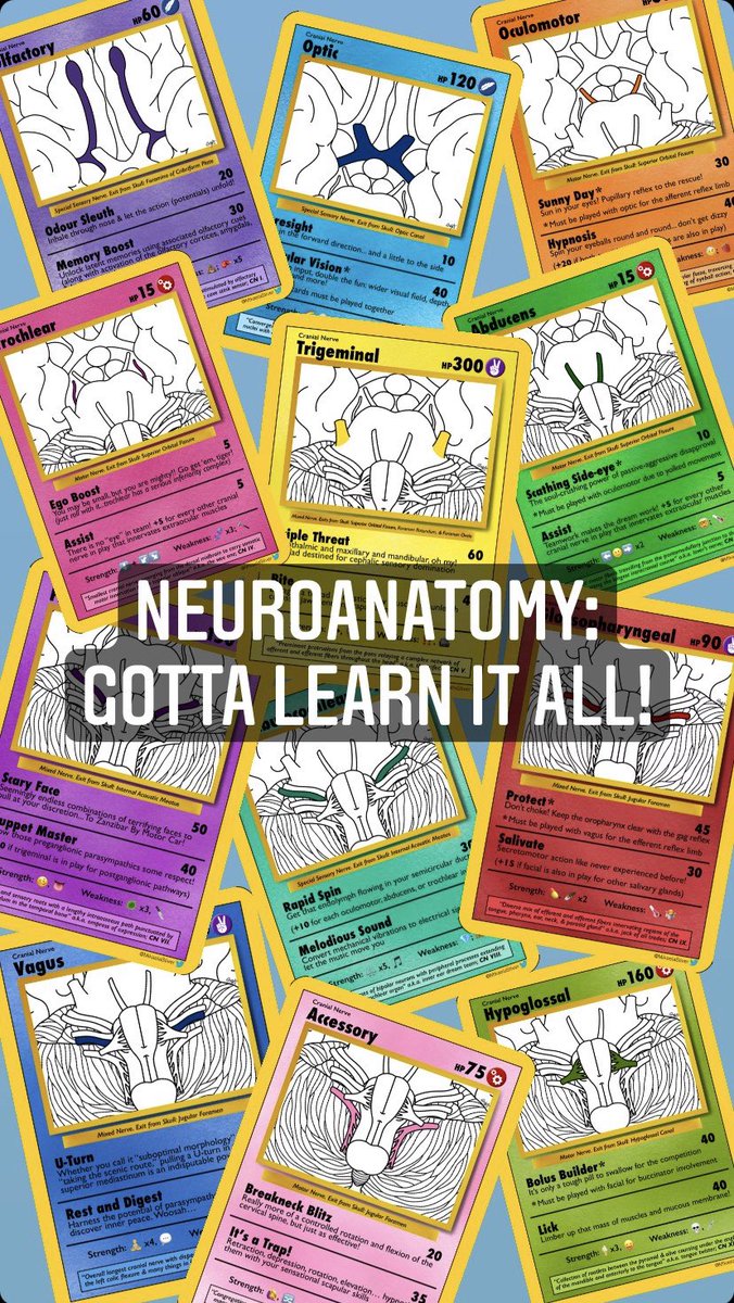 MikaelaStiver's tweet photo. 🚨 To celebrate the 1 YEAR ANNIVERSARY of releasing my #Pokemon-inspired #neuroanatomy cranial nerve cards on @thegamecrafter, I'm in the *VERY early stages* of designing an expansion set feat. ganglia &amp; nuclei!!! 🚨

Meanwhile, get the original set here: https://t.co/Sh83LmNlqj https://t.co/xLwZcbM63q