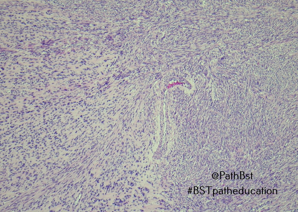 BST Path Education tweet media