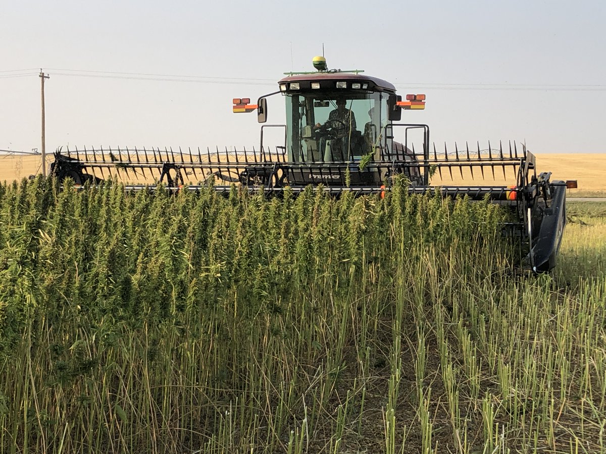SpecialtySeeds's tweet photo. Swathing Picolo hemp for seed production. Should be in the bin in 2-3 days. ⁦@VerveSeeds⁩ ⁦@jeffkostuik⁩ https://t.co/KXrManWwyK