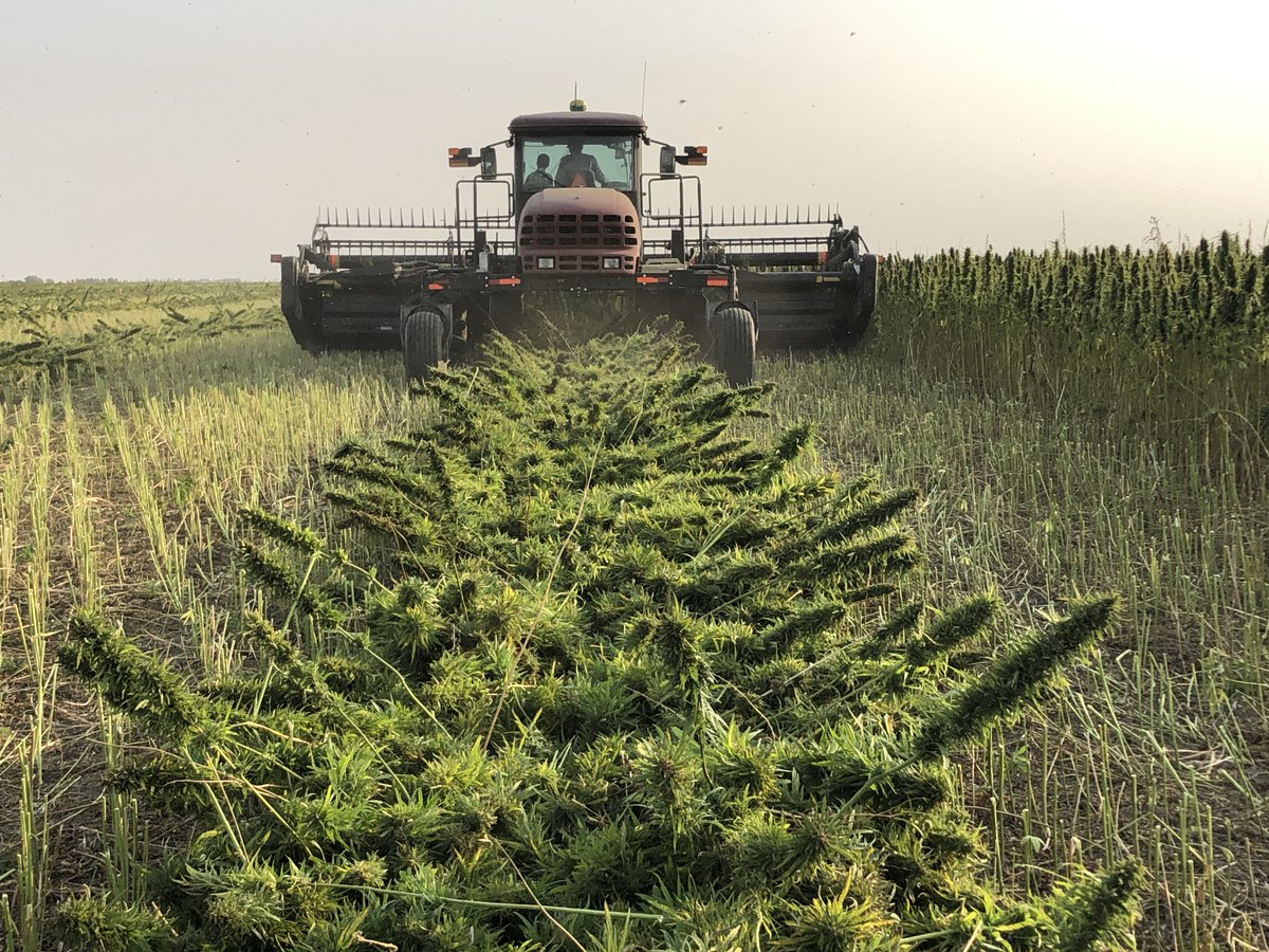 SpecialtySeeds's tweet photo. Swathing Picolo hemp for seed production. Should be in the bin in 2-3 days. ⁦@VerveSeeds⁩ ⁦@jeffkostuik⁩ https://t.co/KXrManWwyK
