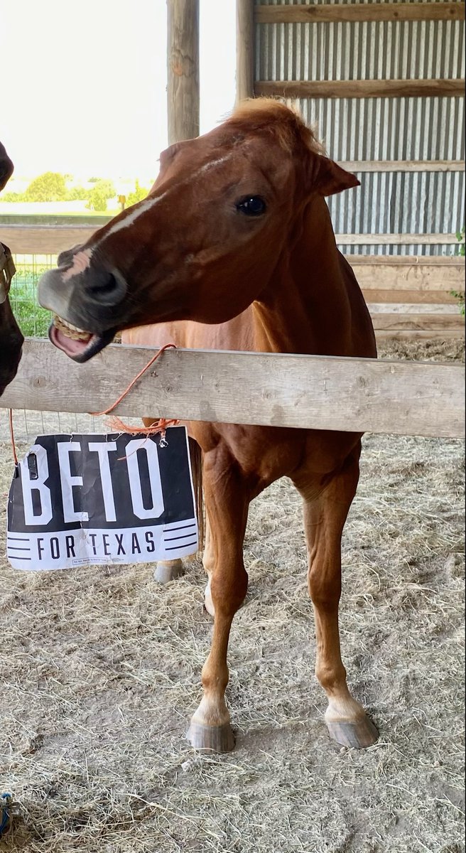 stephanie4tx's tweet photo. Independence loved his photo shoot . His ferrier is taking Beto signs to all her clients, new shoes and lots of burros and horses for #BetoForTexas #TexDem
@BetoORourke 💙💙💙🐎 https://t.co/RS7Mjt4UbT