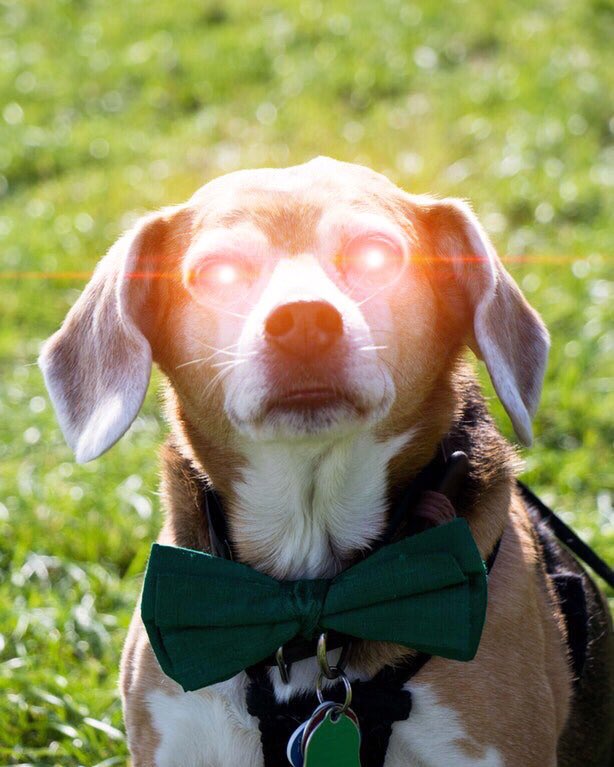 HarmlessYardDog's tweet photo. The trains will run on time.
The ice cream machine will work.
The water will be drinkable.
There will be food in the store.

Vote Beagle https://t.co/mNeNQ67wVk