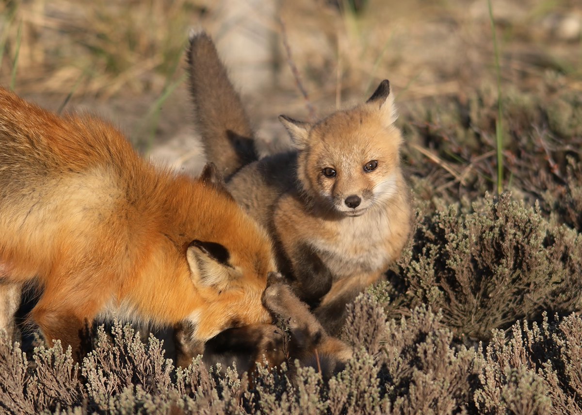 hourlyfoxes's tweet photo. HourlyFoxes presents: https://t.co/1Bco3Bg8h9