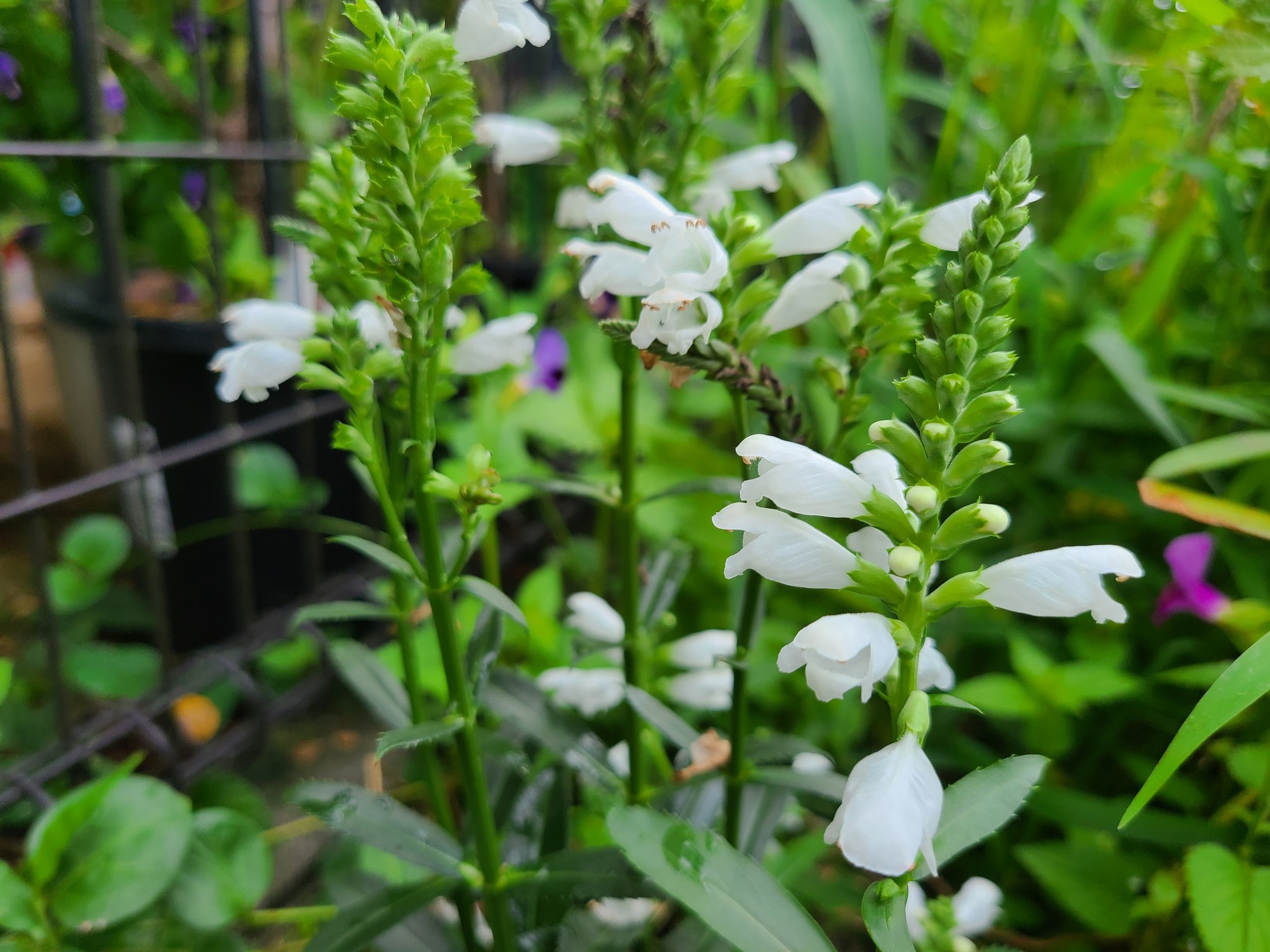 はなまっぷ Twitter Search Twitter