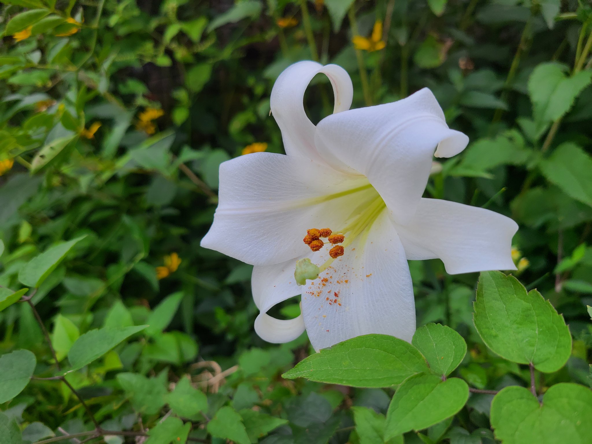 はなまっぷ Twitter Search Twitter