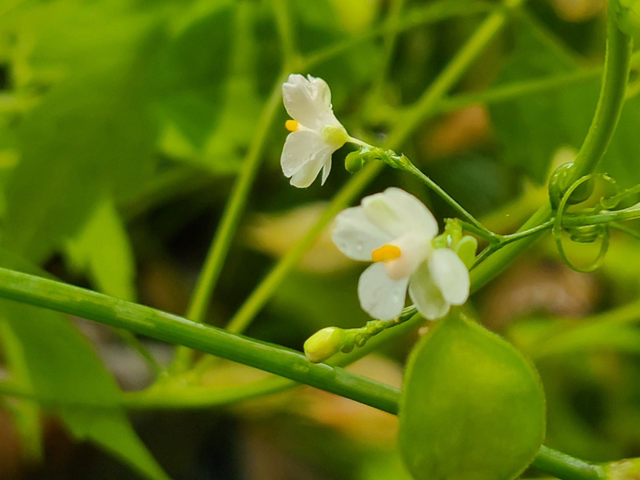 はなまっぷ Twitter Search Twitter