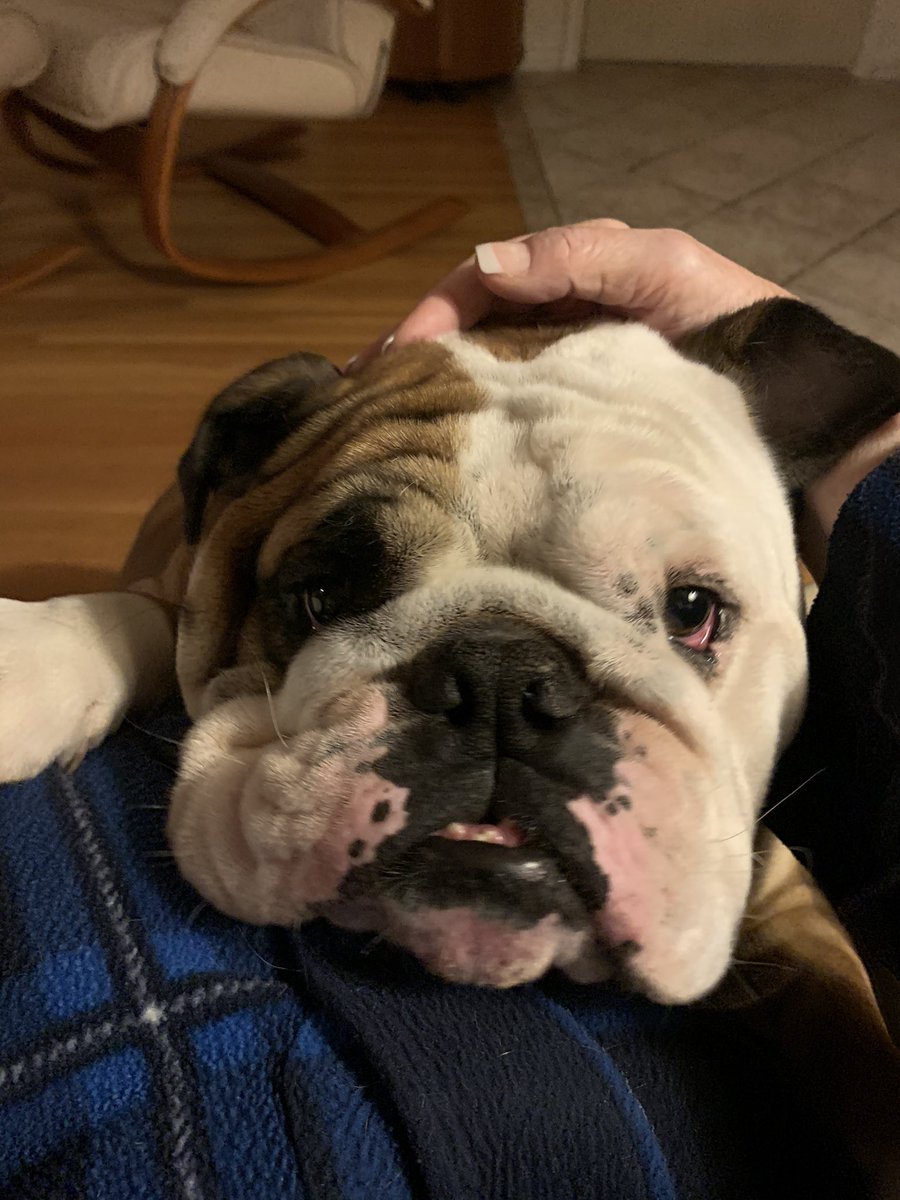 Our sweet, funny Augie developed a sudden toxic response to a medication which spiraled quickly into a series of critical events from which he could not recover, despite emergency care. We are shocked and devastated. Rest In peace my dear sweet boy. 🌈