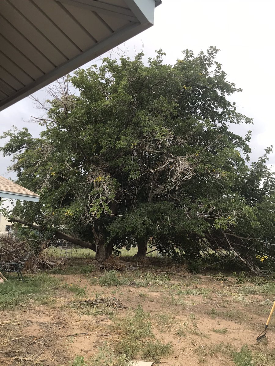 Our Mulberry needs some pruning badly. #trees #gardening #mulberry