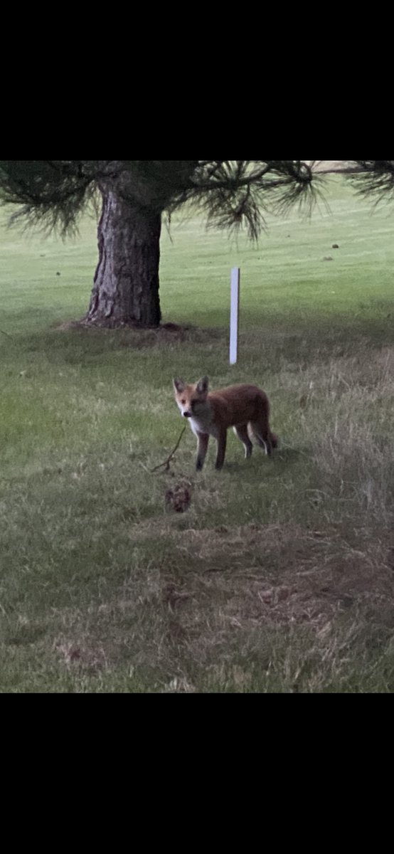 1874fan's tweet photo. Son of Reynard at Vale Royal tonight @ValeRoyalAbbey #foxy https://t.co/GwuCMWk1z3