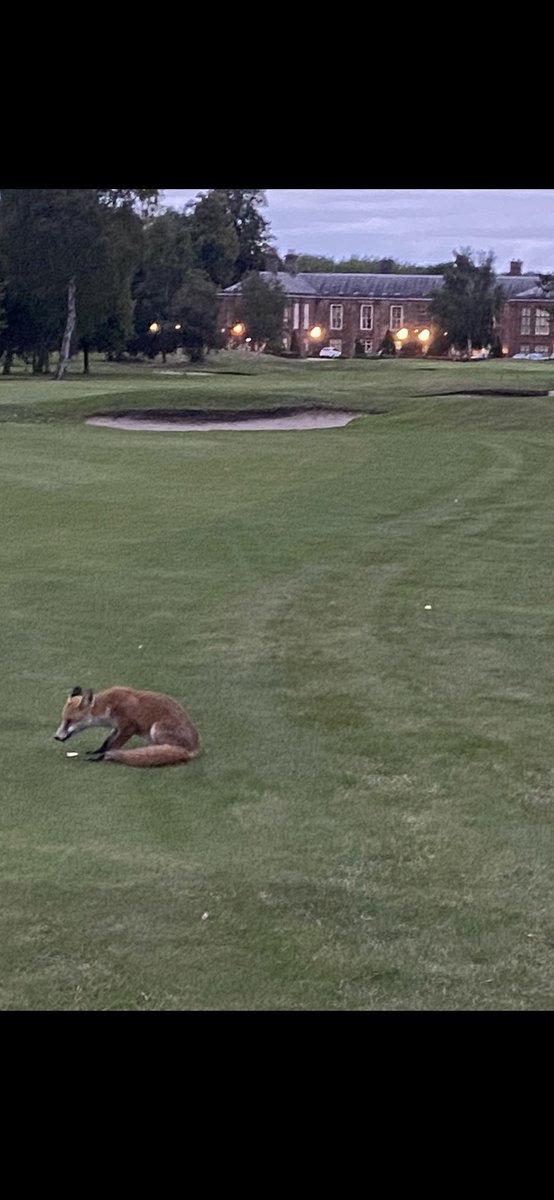 1874fan's tweet photo. Son of Reynard at Vale Royal tonight @ValeRoyalAbbey #foxy https://t.co/GwuCMWk1z3