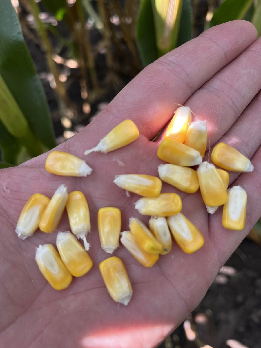 Jeremy Wilson tweet media