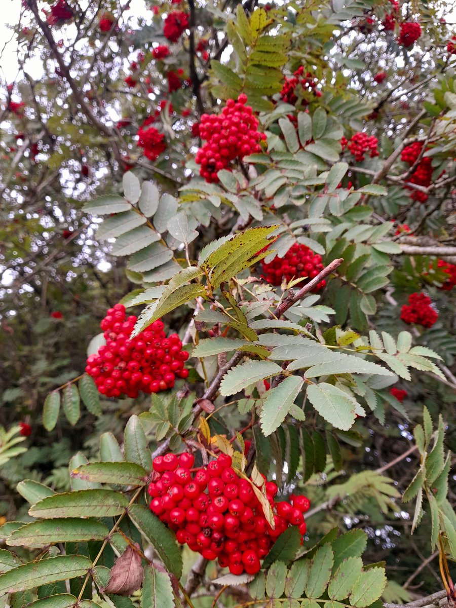 A couple of guys were picking sacks of rowan berries on the old racecourse today. It turns out they were collecting for a local tree seed company. So the offspring of these lovely trees will grow into thousands more. Plenty of berries left for the coming redwings too.