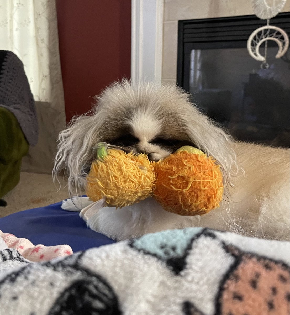 brownsgirl73's tweet image. #justdogs 💓