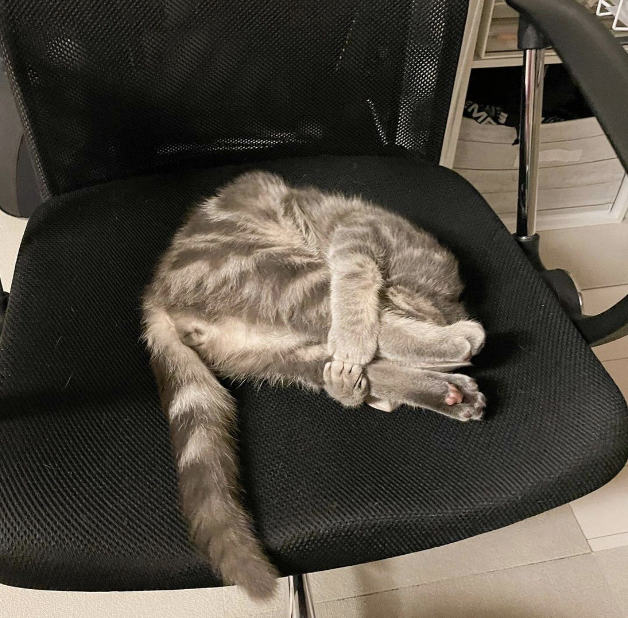 Cat Dealer On Twitter Https T Co Rg2is1v86p Twitter