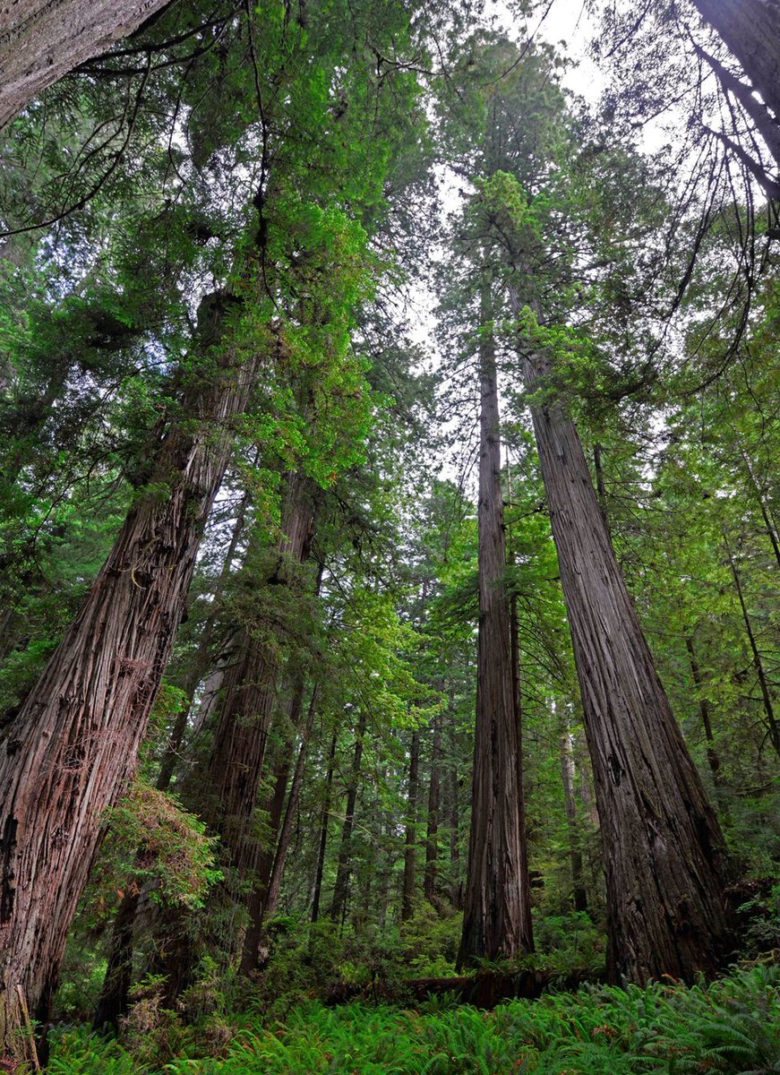 MuirWoodsNPS's tweet photo. Breathing fresh forest air not only feels good, it is also beneficial for our health. Redwood trees, as well as many other tree species, produce a variety of health promoting airborne chemicals called #terpenes.  

#FindYourPark #EncuentraTuParque #ForestBathing
📷:NPS https://t.co/HMIU9tD9AX