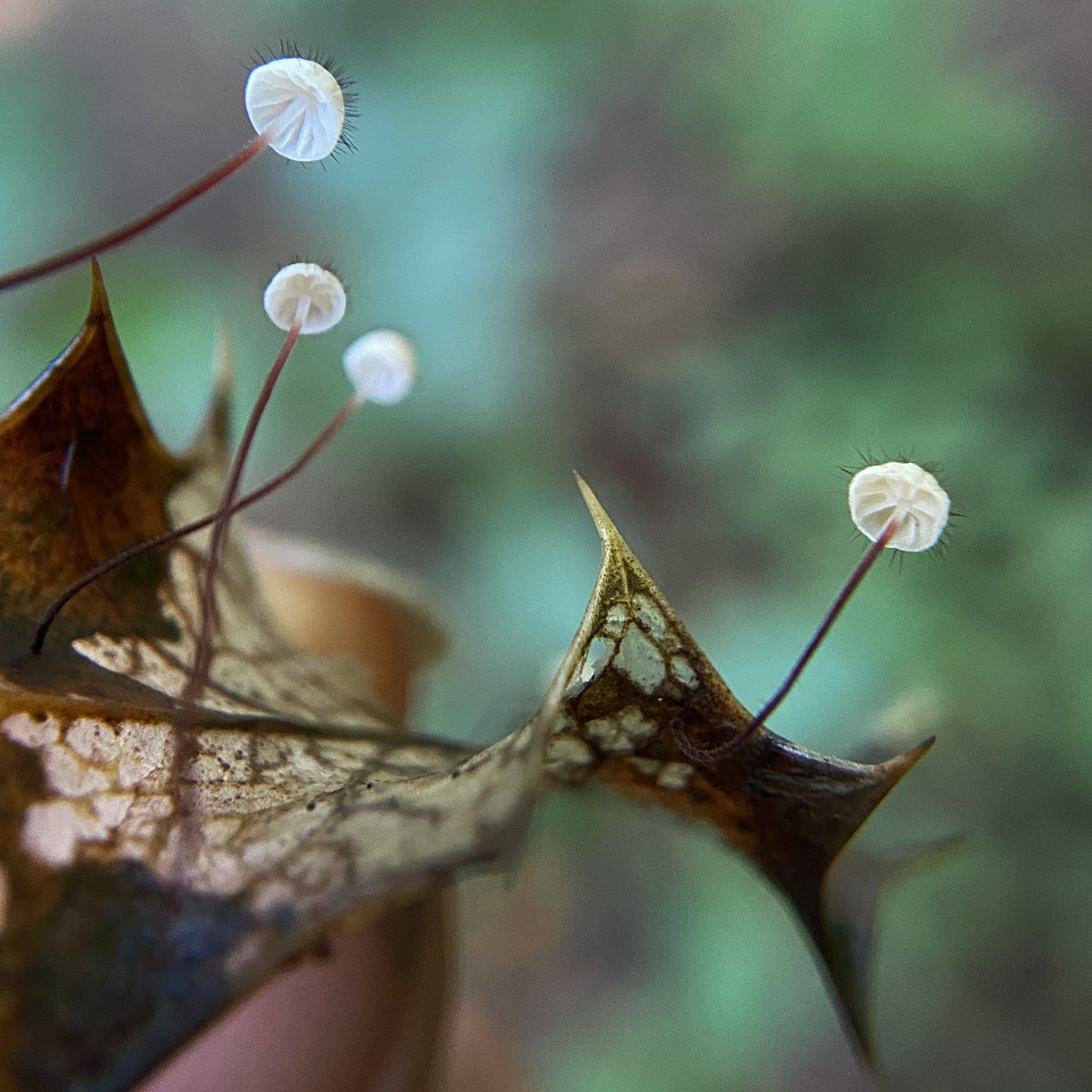 bernoid's tweet photo. …there’s more - HOLLY PARACHUTE! (Marasmius hudsonii) They were everywhere &amp; it was brilliant. easy to identify from the tiny hairs (setae) on the caps &amp; the holly leaf. A rare find…not today they weren’t! #marasmiushudsonii #marasmius #fungi #mushrooms https://t.co/5lIvZBV6kE