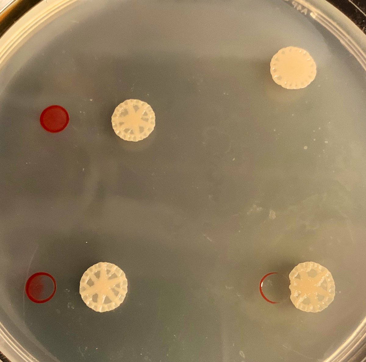 Haloarchaea rarely build beautiful biofilm structures, but when they do they outperform it! These little guys love to organize in face of competition. Plate from our very own John Mallon.