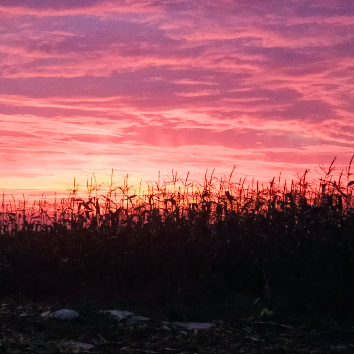 TerrafarmIRL's tweet photo. Great sky the other morning, harvesting #Irishsweetcorn early to keep it fresh as can be, for you. 🌽🌽
 #irishsweetcorn #harvest22 #plant22 #sustainablefarming #circularfarming #sustainableliving #farmingireland #ornamentalsweetcorn #Terrafarm https://t.co/y0FS0ULOMr