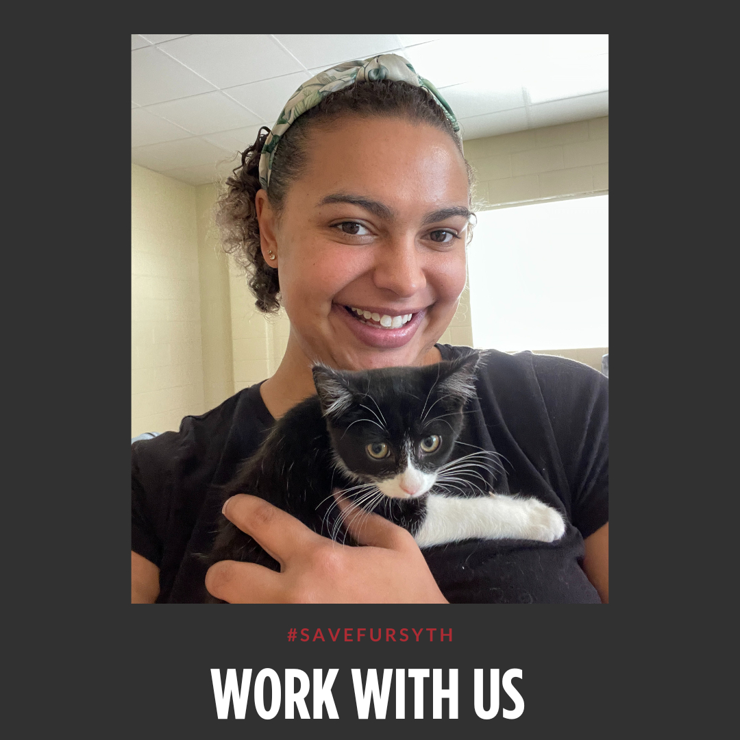 Interesting in working in the field of animal welfare?  Reach out to us!  We're currently hiring for Animal Care Technicians, Veterinarians, &amp; Health &amp; Wellness Technician positions.  Visit our website at forsythhumane.org/were-hiring/ to learn more!
#SaveFursyth #animalw