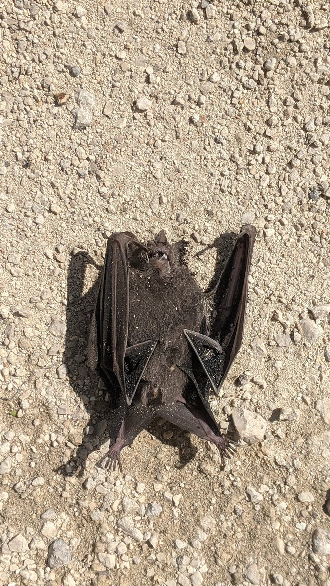 The impact of bat collisions with cars is a global issue. We were out visiting cenotes in mexico today, one of which held a population of 200+ bats. Directly outside it we found this dead bat along it's flight path/road. Further consideration needs to be given at a global level.