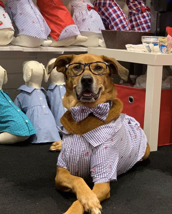 boulderbarks's tweet photo. Dive in! Our dog shirt and bow tie with navy stripes and anchors is perfect for sailing the high seas! 🌊
https://t.co/u5ex8oTfdM
#dogs #doglover #doglife #ilovemydog #cutedog #boulderdogs #coloradodogs #goldenretriever #cutedogs #sailing #ocean #yachts #boatlife #yachting https://t.co/hb83nmPU37