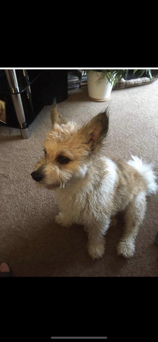 The_Animal_Team's tweet photo. #MissingDog from #VillageGardens in #Ewell #Surrey #KT17 area, & last seen on #TheRise, heading towards #KilnLane. If sighted please call 07715453972. https://t.co/9atw9BYNdG #dogsoftwitter #LostDog #dogs https://t.co/GI4FZgGRQ2