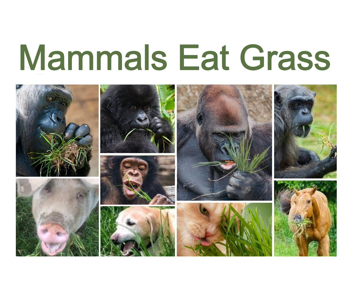 Their favorite is the most nutritious: young cereal grass at the peak of nutrition. At that stage, #PinesWheatGrass &amp; #PinesBarleyGrass nutritional level is so high that a rounded teaspoon of the powder or 7 tablets is equivalent to a serving of spinach or kale. #wheatgrass