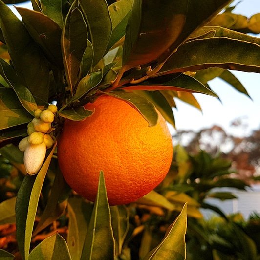 Love this moment in the orange season when the fruit is ready for harvest, and the new buds are setting out on the branches.

May we always live like this:

bearing fruit in the present,
letting go lightly of the past,
and joyously working towards the future.