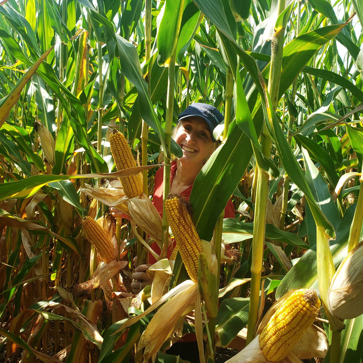 In a field of 1188 Nk with my Nk rep Susie H and Jim C. GOOD CORN