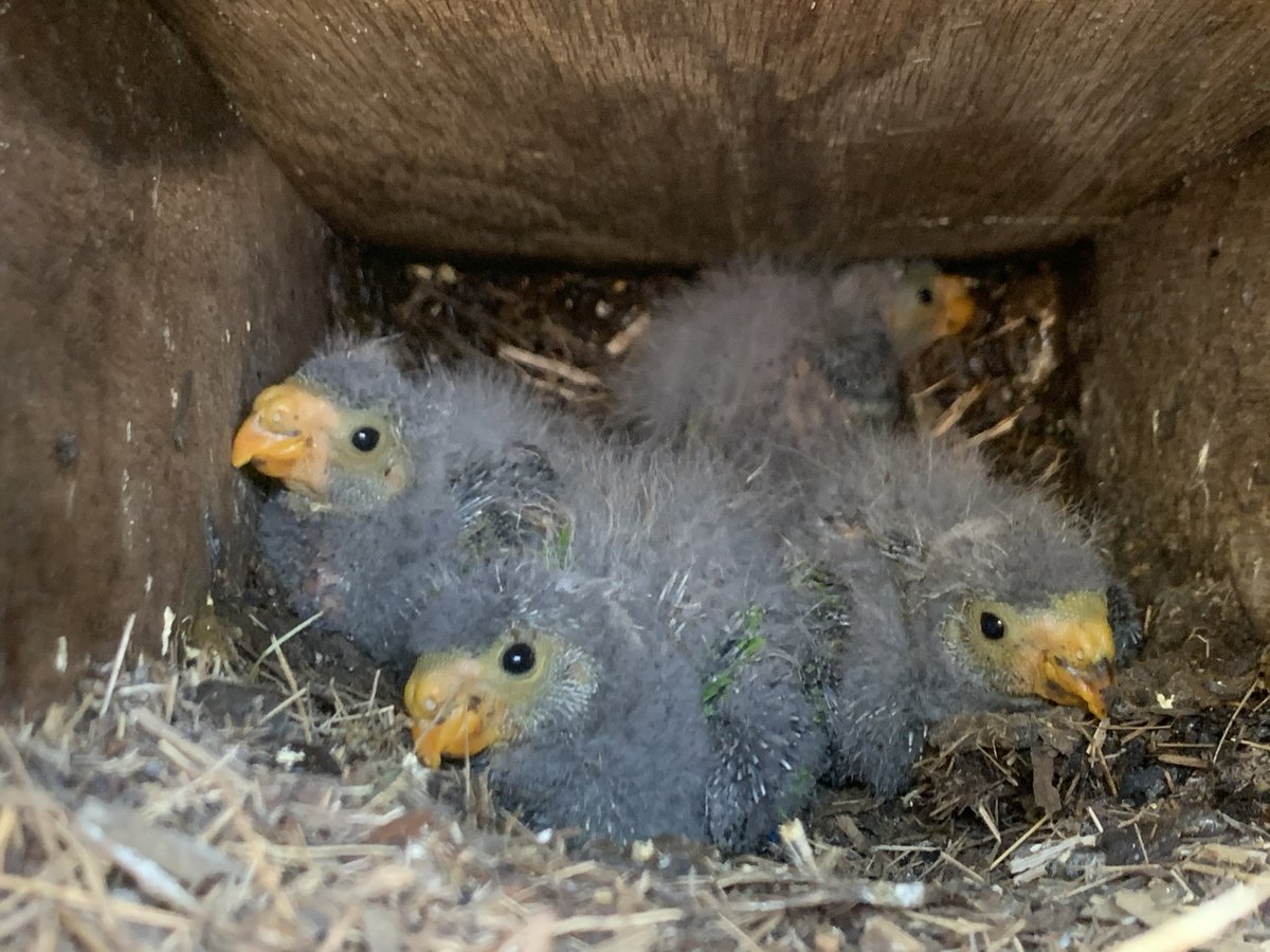 Swift parrot brood in their nest