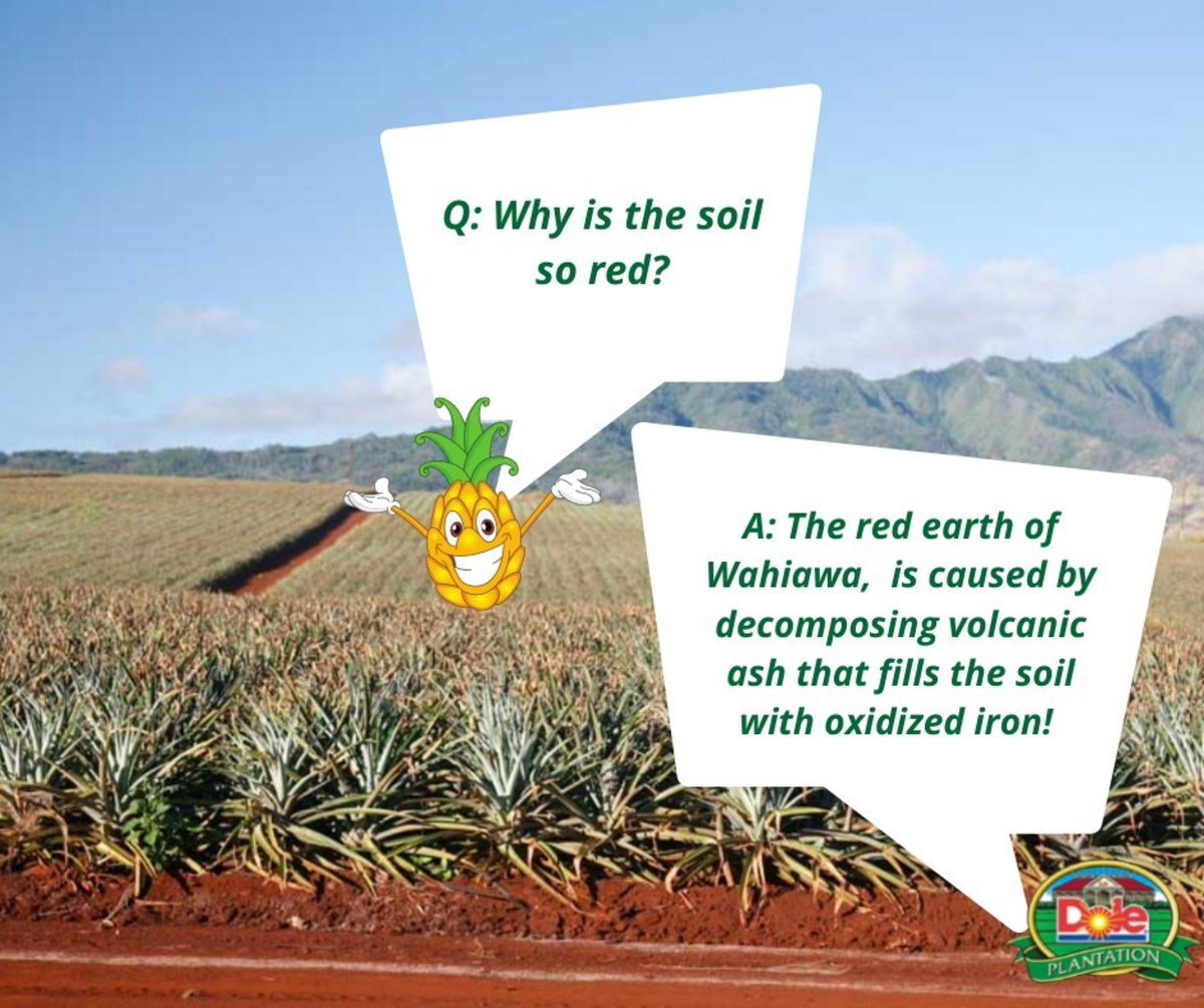Over many, many years the soil in Wahiawa has turned red! 🤓 

Tag a friend to share this fun Hawaii fact! 🤩 

Visit doleplantation.com for more info on a fun-filled day of activities at Dole Plantation!