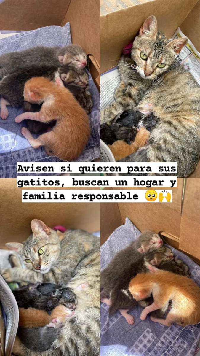 cyntalavera_'s tweet photo. Mamá gata y gatitos buscan casa, si alguien quiere adoptar me escribe por fa. Estan en un hogar temporal, lo mejor que pueden hacer es adoptar un michi, les alegrará la vida😭🙌 @Santula @flogismondi @nicomolinasr https://t.co/PDJWvPBpFR