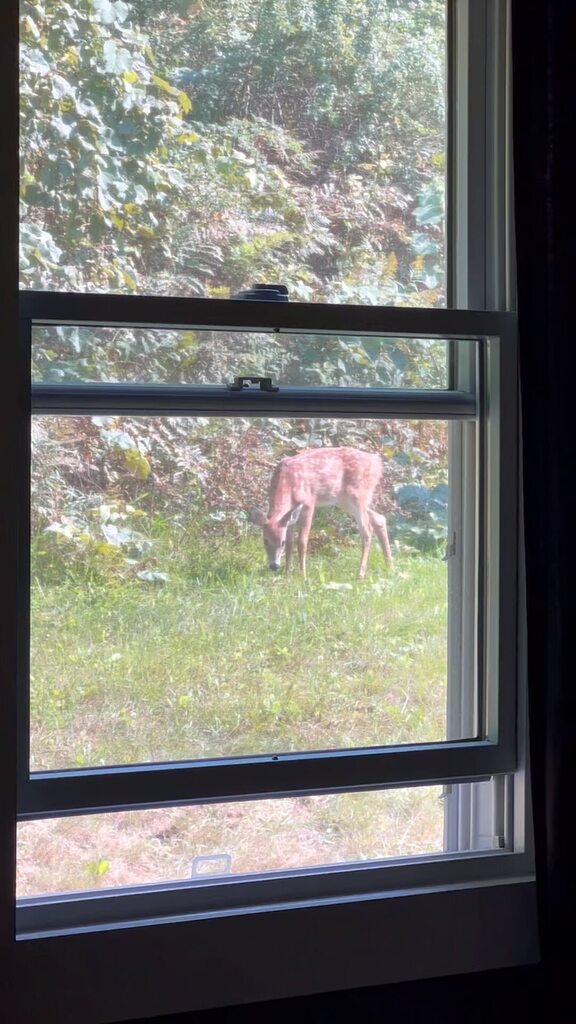 amidwestwitch's tweet photo. And a baby Bambi https://t.co/eyhqPC73JV https://t.co/KZUyUkRwPa