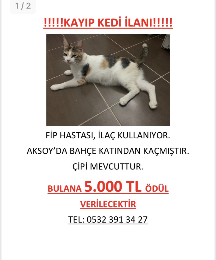 ‼️🆘‼️İZMİR AKSOYDA TEDAVİSİ YARIM KALAN KEDİMİZ KAYIP SAHİBİ PERİŞAN LÜTFEN ELDEN ELE YAYABİLİRMİYİZ ‼️🆘‼️
<a href="/aysun6676/">patisever 🐾🐱🐶</a>