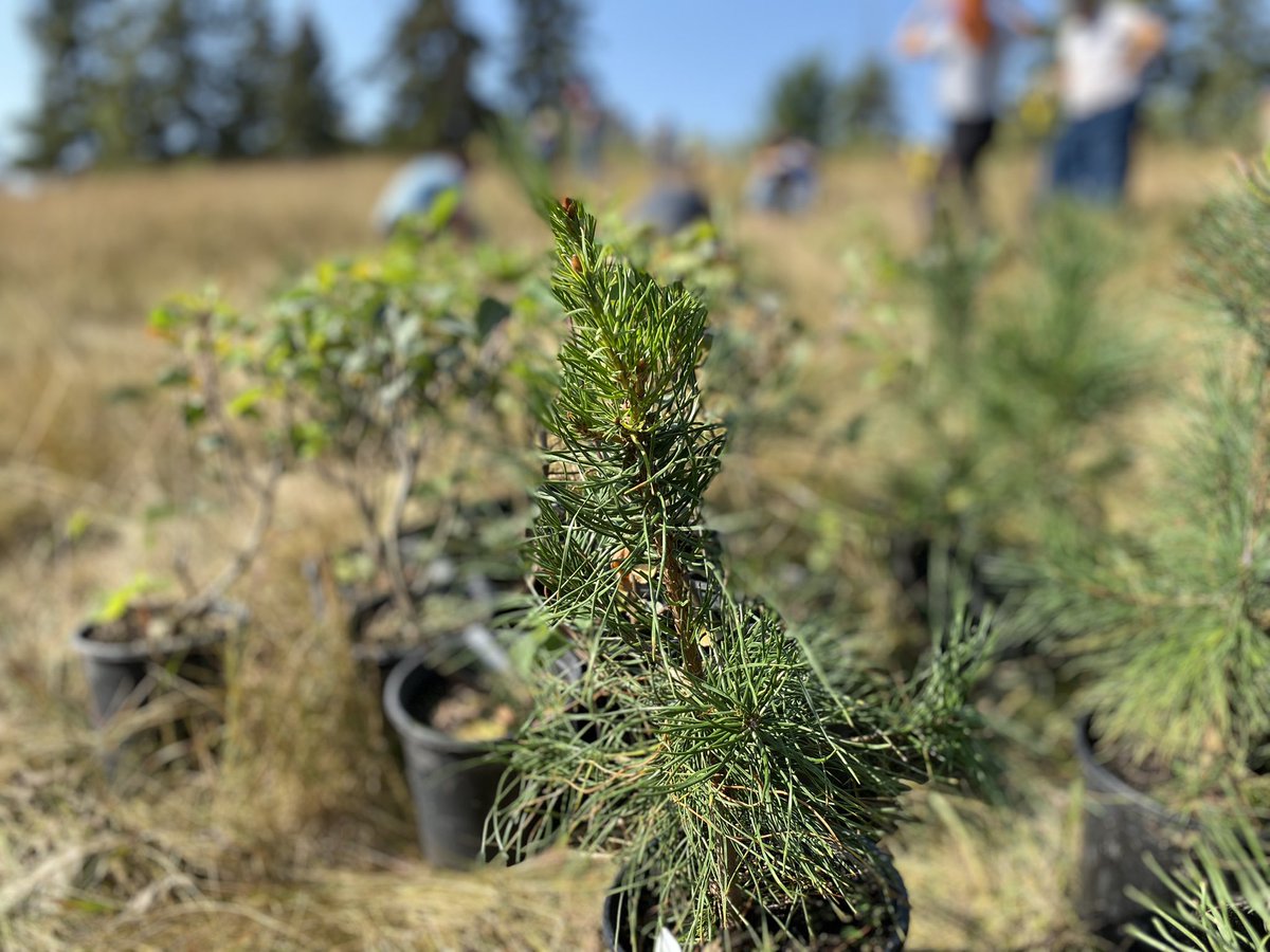 albertarecycle's tweet photo. Team ARMA is spending the afternoon planting 158 trees. What a great way to give back to nature! #environment #Alberta #Recycle @CityofEdmonton #RootForTrees https://t.co/J7ZIDGIyQV