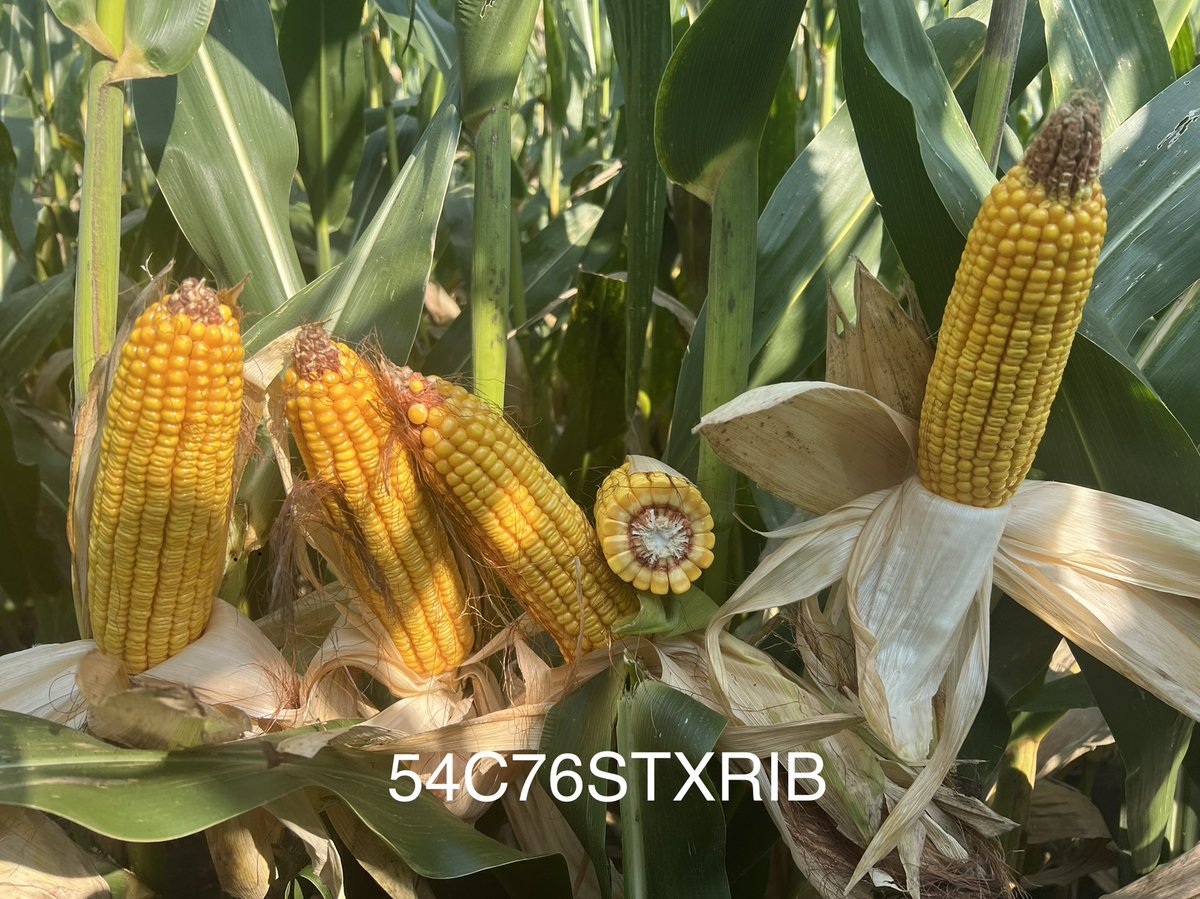 This <a href="/LGSeeds/">LG Seeds</a> STX line up is gonna be hard to beat- plant health + yield. Can’t wait to see the harvest results from this 2nd year corn on corn plot w/o a fungicide.
